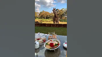 В ЗНАМЕНИТОМ ОТЕЛЕ С ЖИРАФАМИ В АФРИКЕ / breakfast with giraffe