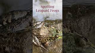 Chris Spotting Leopard Frogs at Red Hill Valley in Hamilton. Chris Spotting Leopard Frogs at Red Hill Valley in Hamilton.