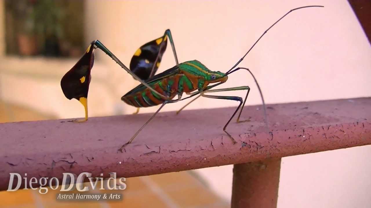 Diactor bilineatus (Anisoscelini) Amazonian leaf-footed bug - percevejo ...