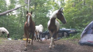 Thumbnail for Ranchers Lost Horses Invade Our Campsite