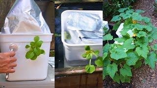 You Won't Believe How He Grew This Squash Plant with Cheap & Easy Hydroponics