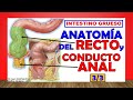 Anatomía del RECTO y el CONDUCTO ANAL, (Intestino Grueso 3/3)