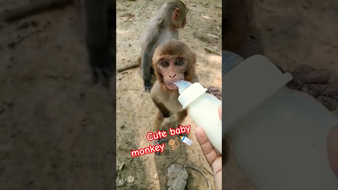 cute baby monkey 