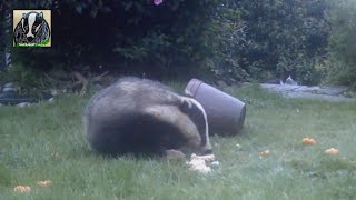 Wildlife and Plant Pot  Magpie, Badgers, Fox