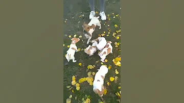 Как выгуливать Джек Рассел терьера