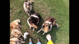 Bonding with  my Rough Collie Dogs and Obedience Training