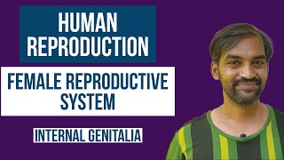 Human Reproduction | Female Reproductive System