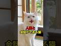 会話ができる元野良猫 #shorts