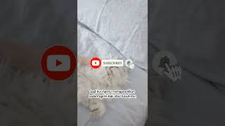 Mengapa kucing suka menggosokkan badannya ke tubuh atau kaki kamu? #videoshort #short