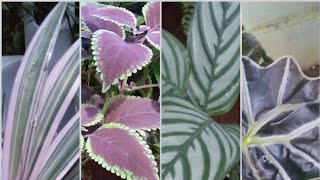 7 PLANTAS DE FOLHA ESTAMPADA E VERSO ROXO - thptnganamst.edu.vn