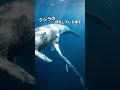ザトウクジラの母クジラが子クジラに授乳している様子を描いたものです。最近SNS(Xなど)で「シロナガスクジラの授乳」として拡散された動画。