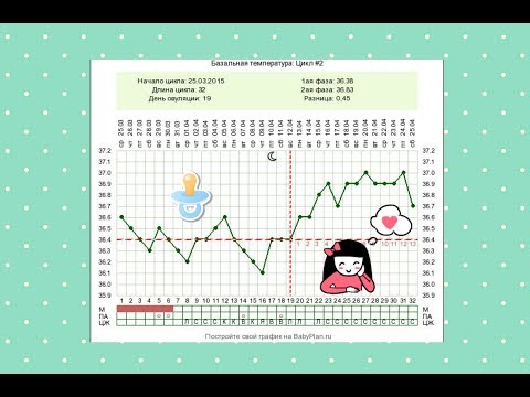 Как составить график овуляции