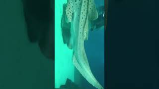 Genova. Aquarium. Shark