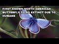 Xerces Blue Butterfly - Recently Extinct Animals