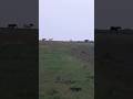 Three horses 🐎 running across a field on the horizon / Три лошадки 🐴 бегут по полю на горизонте +