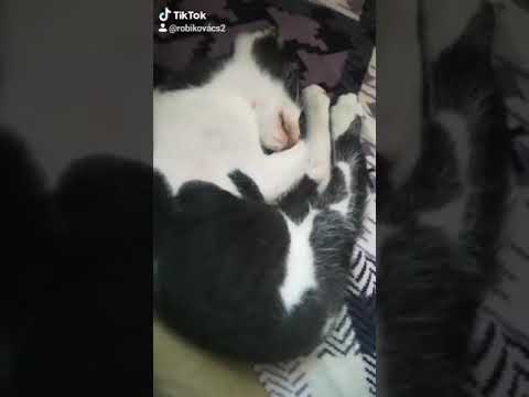 Videó: Miért Alszik Egy Macska A Nap Nagy Részében?