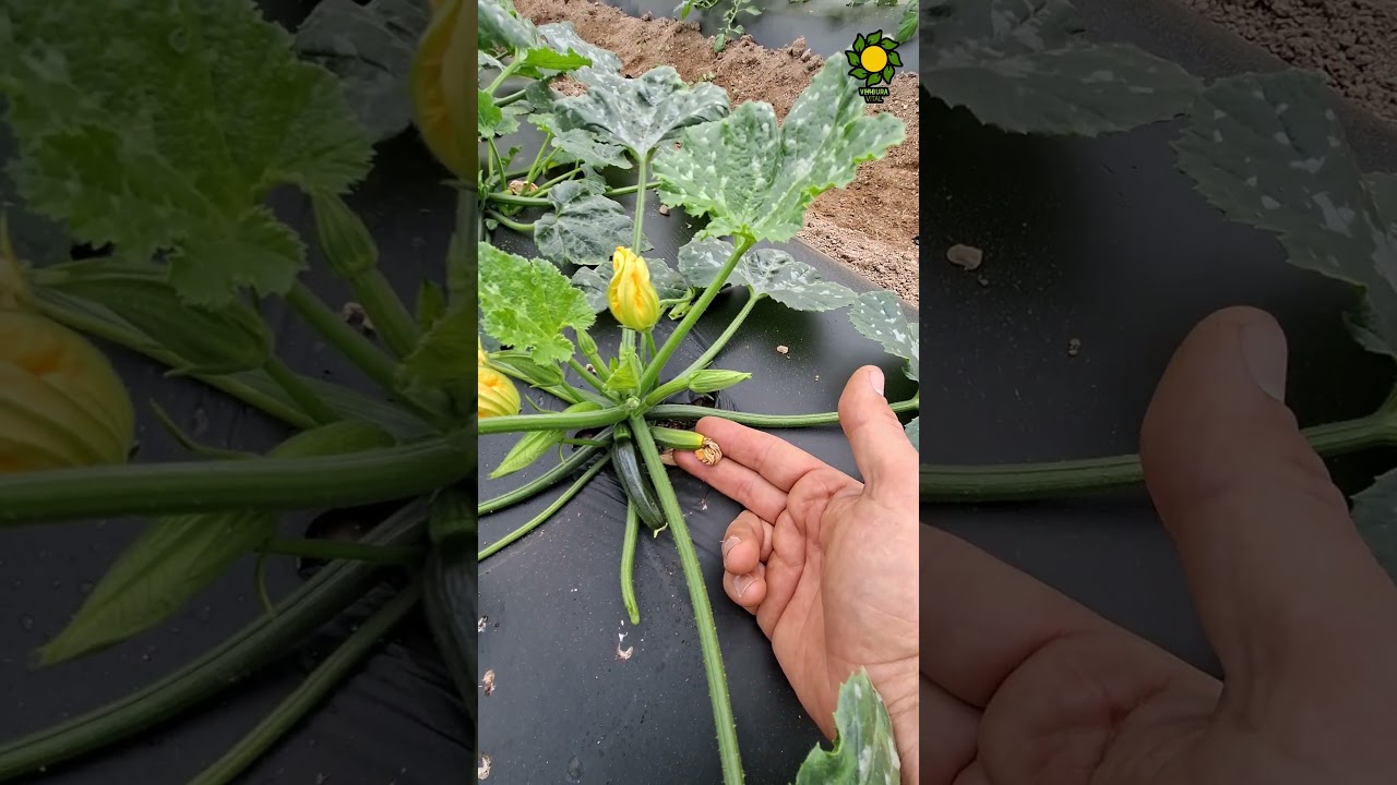 NO COMETAS ESTOS ERRORES CON TUS CALABACINES!! #calabacines  #agriculturaecologica #agriculture