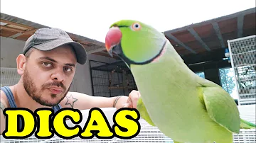 Qual valor do Pássaro ring neck?