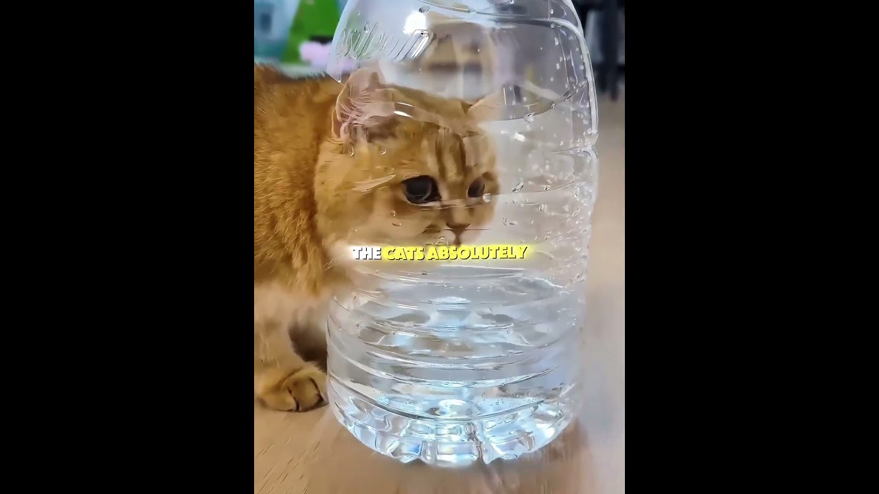 I Outsmarted My Cats Using A Fish Tank Trick! 🧠🐠