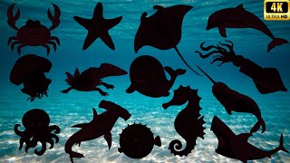Guess The Shadow Of Sea Animals Quiz Fun Learning Ocean Animal Videos For Kids Educational Game