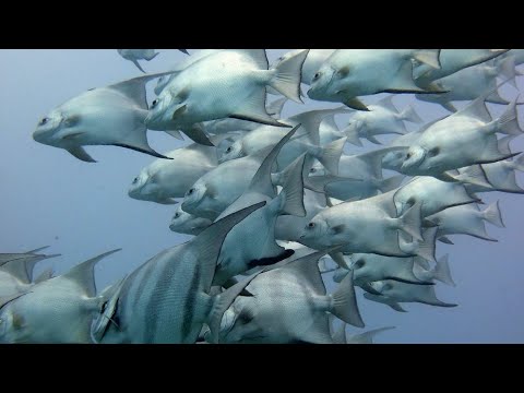 THE Aquarium bottom of the Ocean Africa in Hindi _ ANIMAL Planet _ WILD Life Hindi Documentary HD