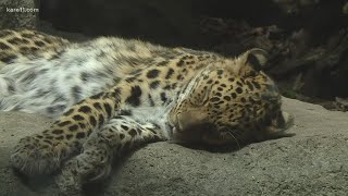 Gov. Walz: Minnesota Zoo on the brink of closure without funding from legislature