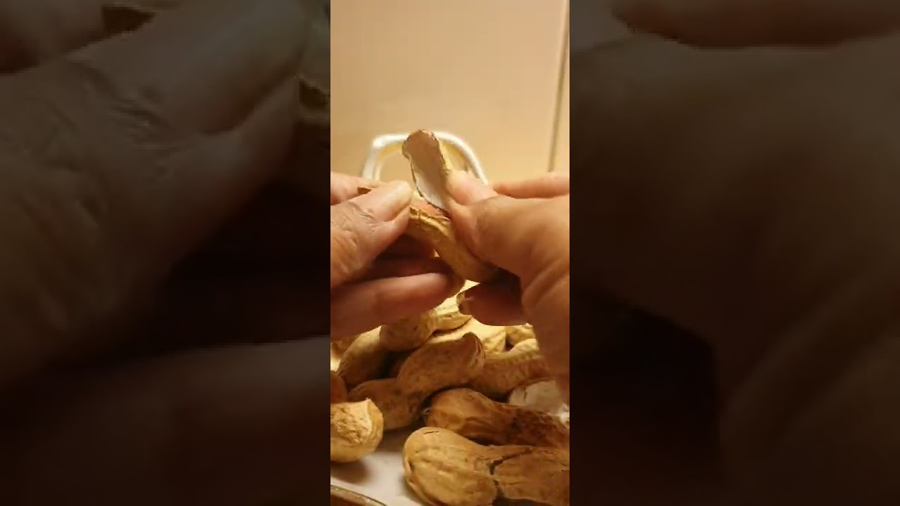 🥜 Peanut cracking sound 🥜 