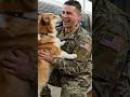 🐶💥 Corgi Goes Nuts At Sight of Soldier at Train Station! 🐶❤️ #emotional #viral #dog