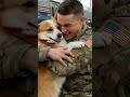 🐶💥 Corgi Goes Nuts At Sight of Soldier at Train Station! 🐶❤️ #emotional #viral #dog