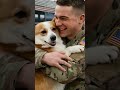 🐶💥 Corgi Goes Nuts At Sight of Soldier at Train Station! 🐶❤️ #emotional #viral #dog