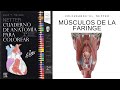 Anatomía FARINGE - Coloreando Netter