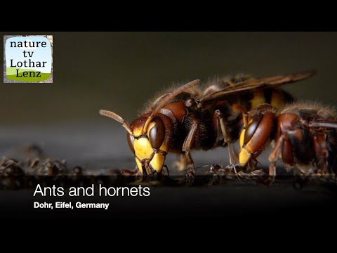 Ants and hornets. Hornissen vs Ameisen. slomo max 500 fps. Dohr, Eifel, Germany