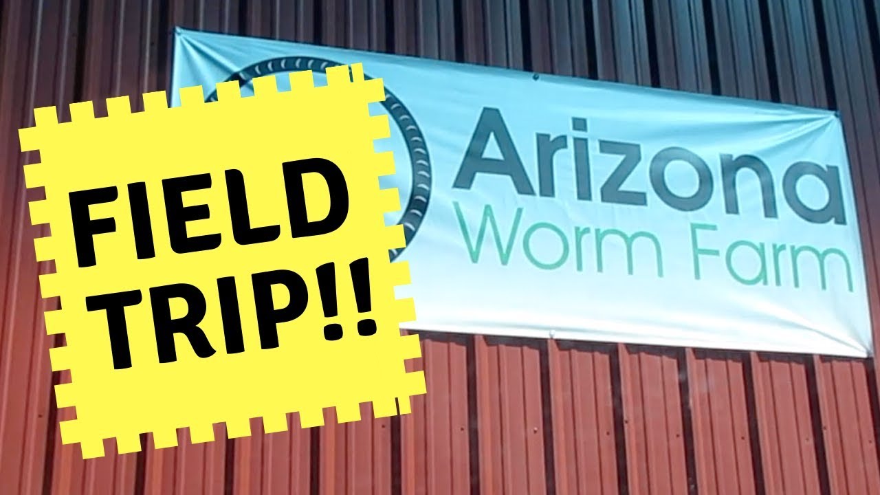 Zone 9 Arizona Backyard Garden: Update Week 2 Arizona Worm Farm Fall