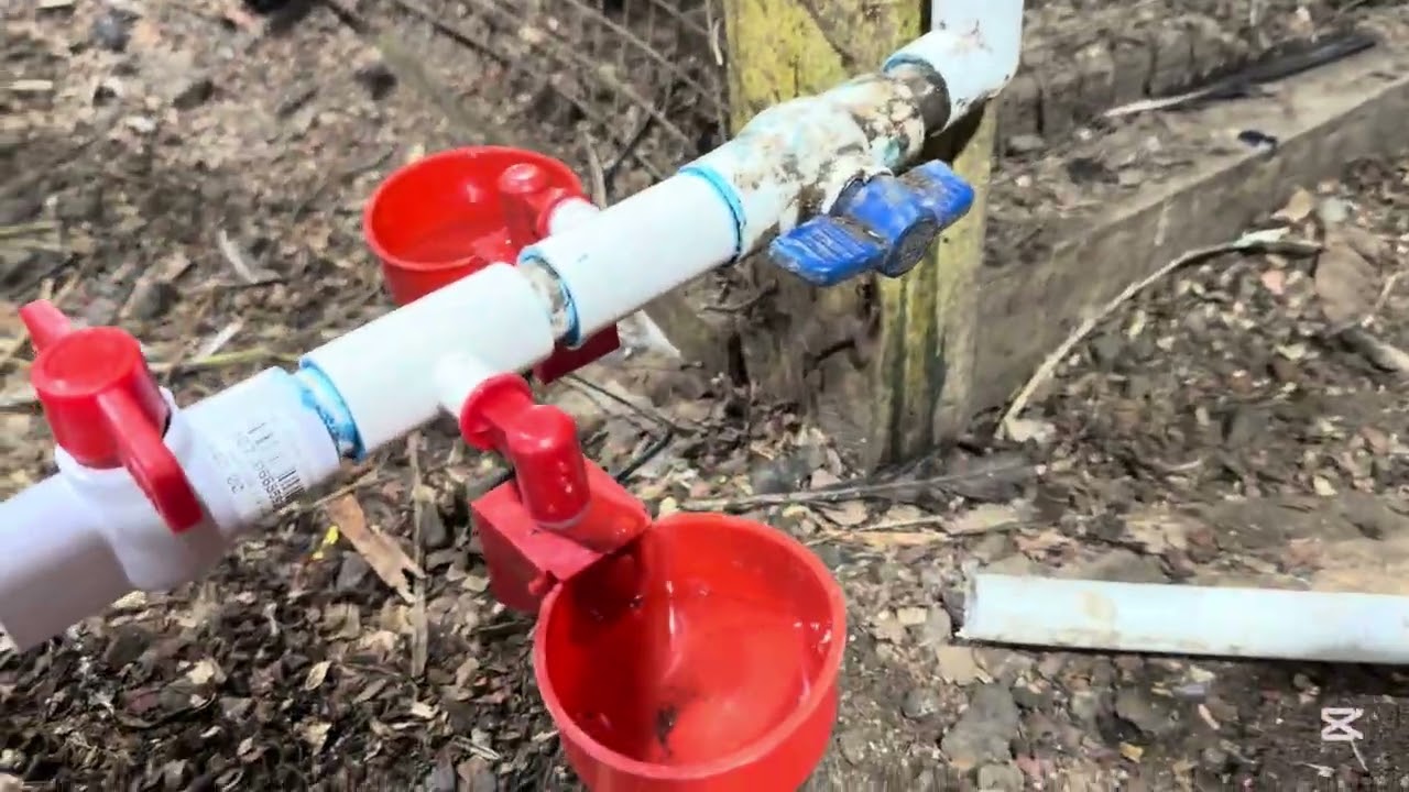 Excelente remedio casero y instalando bebedero a las gallinas 🐓 #gallina 