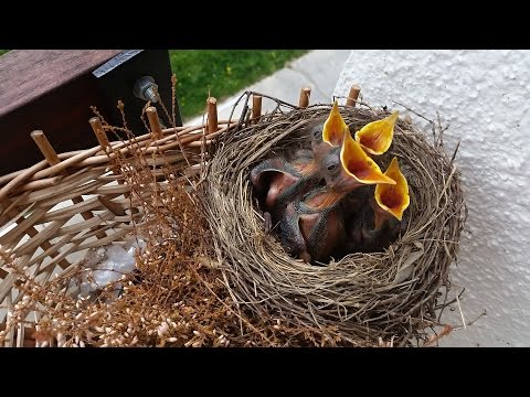 Video: Čo jedia mláďatá vrabcov?