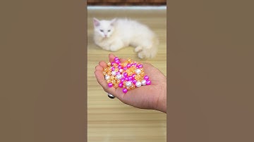 Funny Cat Barsik Beads 🔴🟡 Reverse Video / Cat voice | Cat sound | Cat videos #cat #shorts #funny