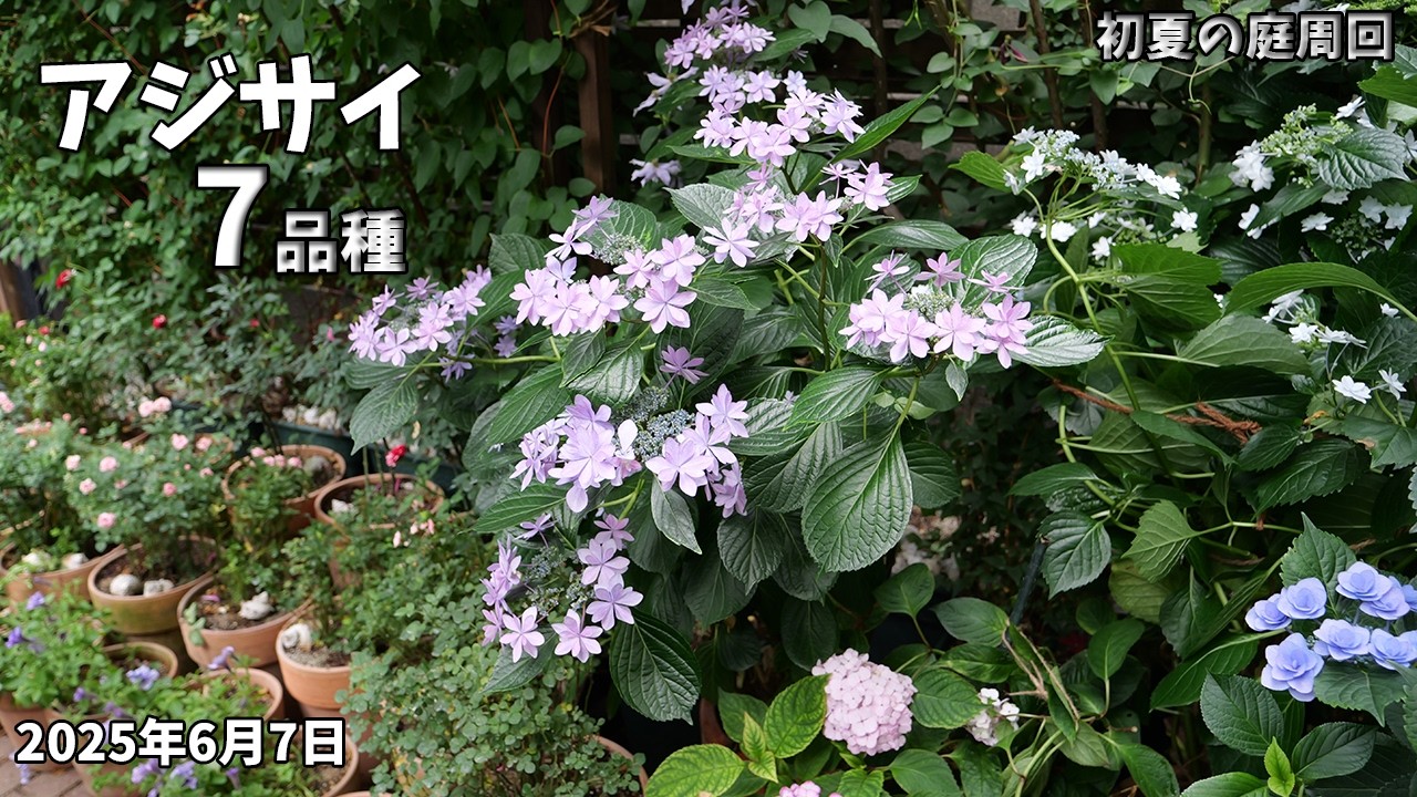 Creating a garden that makes you look forward to rainy days. Seven
