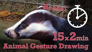Animal Drawing References #336 - European Badger Heads- 15x2min poses