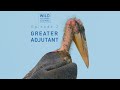 Wild you were sleeping episode 2 the greater adjutant