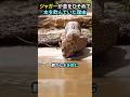 ジャガーが息をひそめて水を飲んでいた理由 #動物 #動物動画のサムネイル
