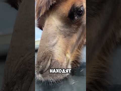 Верблюды: факты, которые удивляют #знания #животные #хочуфакты #animals