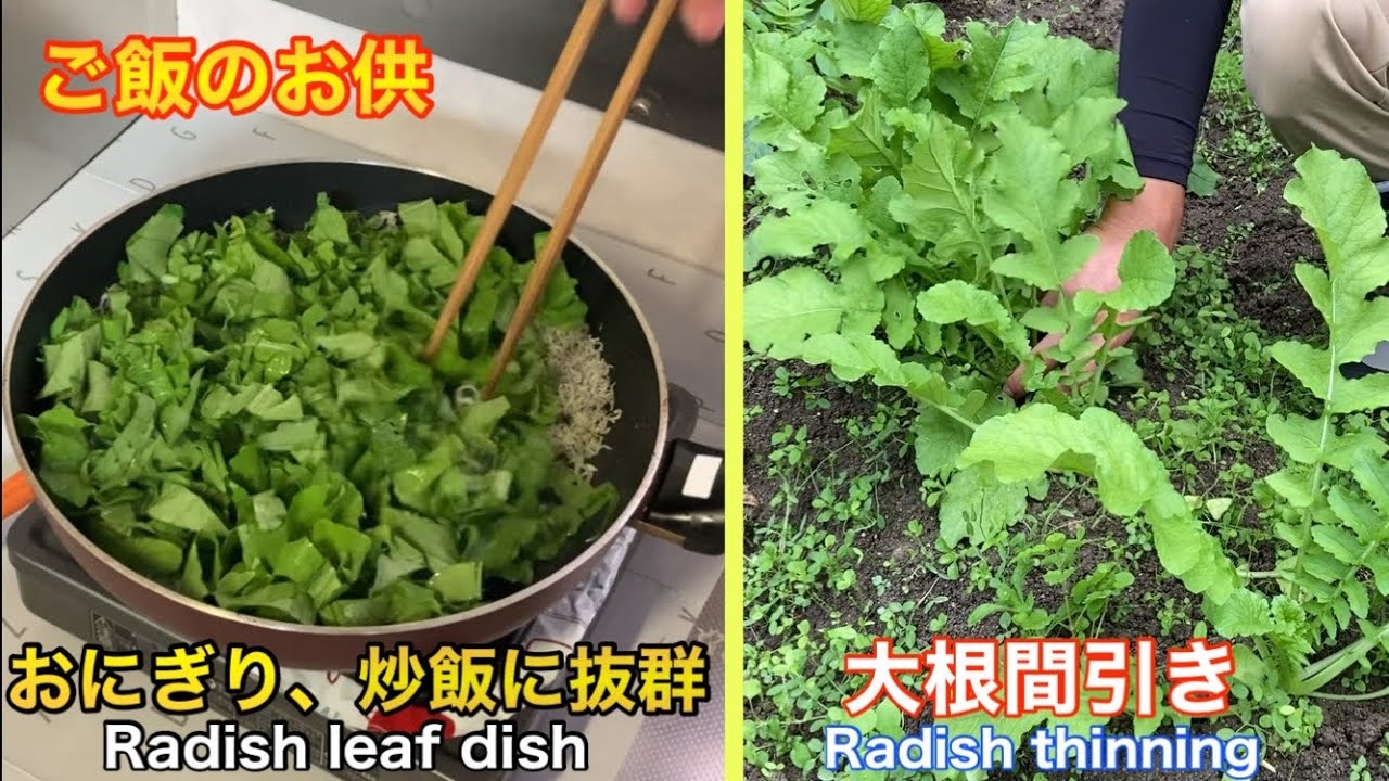 絶品簡単作り置き料理 大根間引き菜でふりかけの作り方 Radish Thinned Vegetable Dish Youtube