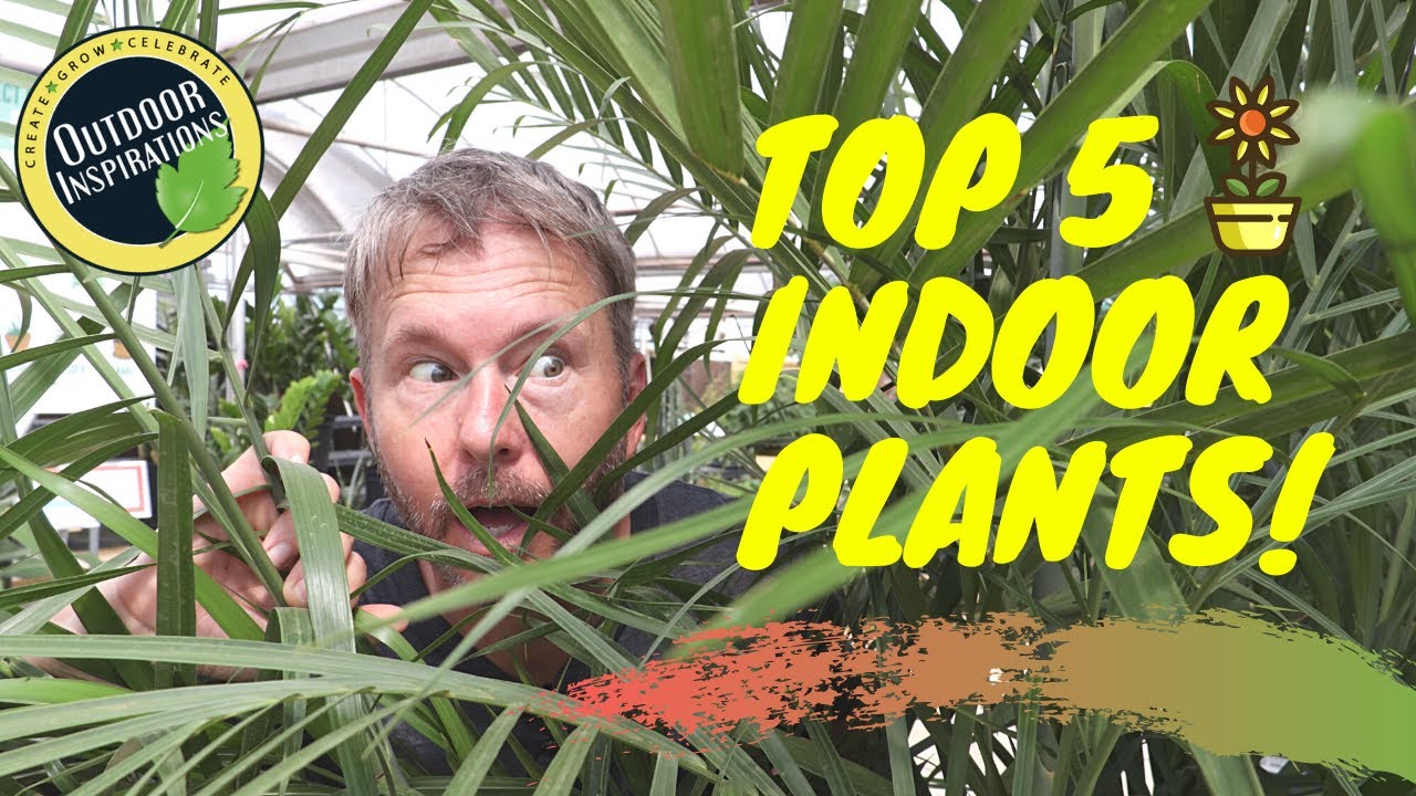 Top 5 | INDOOR PLANTS! (2020)