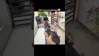 billi ka bacha mil gaya 😃