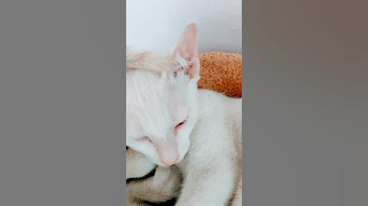 Watch the video about Rare odd eyes Khao Manee kitten in Kasturinagar Bangalore #catlover #cuteandfunnypets #funnycats