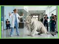 A Tiger Brought Her Cub to Human — What Happens Next Exposes All | Heartwarming Animal Rescue Videos