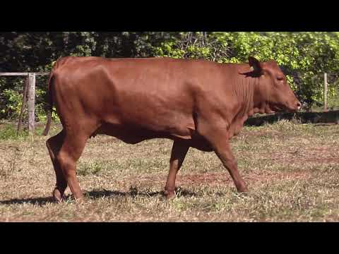 LOTE 91   SPA   0016