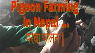 Pigeon Farming in Nepal !!! परेवा पालन !!!