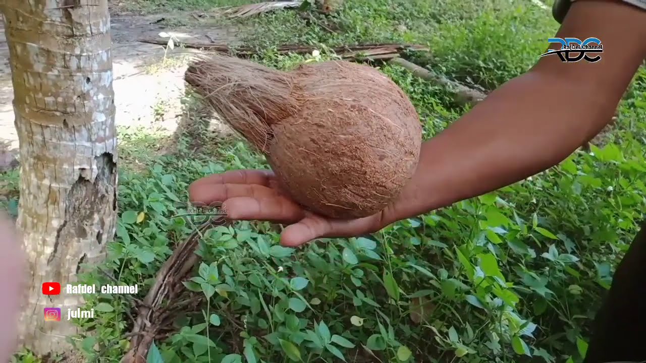 Cara Mudah Mencari Sumber Mata Air Dengan Kelapa Rdc Carisumbermataair Trikmudah Youtube