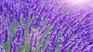 You Won't Believe How Beautiful This Lavender Farm Is in Dahlonega, Georgia | Southern Living